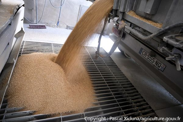 Déchargement de blé dans un moulin