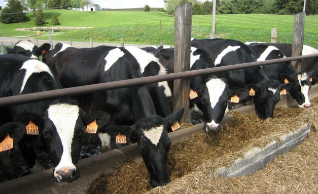 vaches laitières