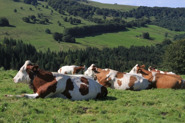 vaches laitières en montagne