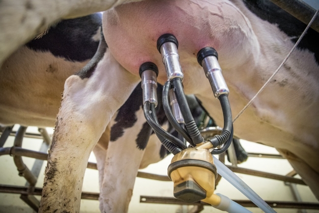 traite robotisée d'une vache laitière