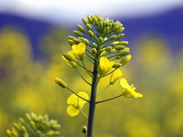 Colza : plusieurs cultures de spécialité en France pour valoriser la production des agricultuers sur des marchés à valeur ajoutée