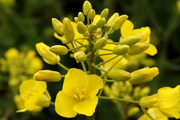 fleurs de colza