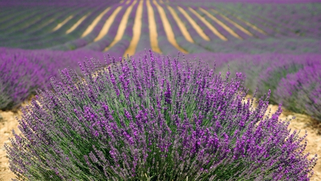 champ de lavande