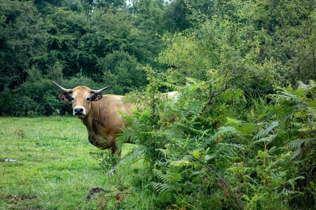 Vache allaitante en Auvergne