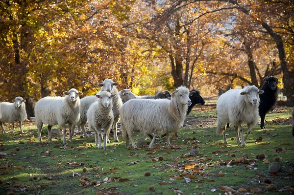 Moutons corses, race rustique avec des aptitudes mixtes en lait, viande et laine