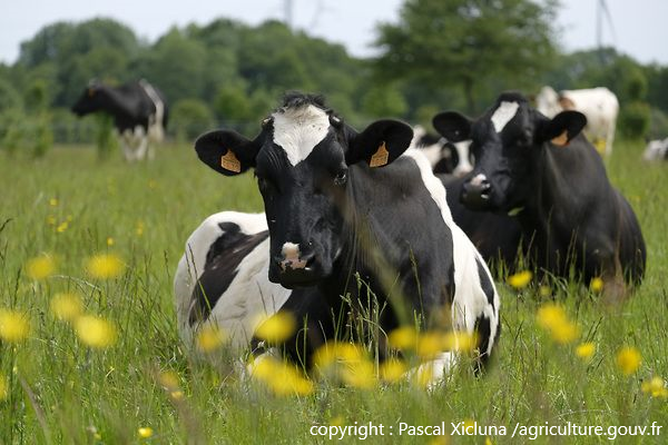 Troupeau de Prim'Holstein au pré en Loire-Atlantique