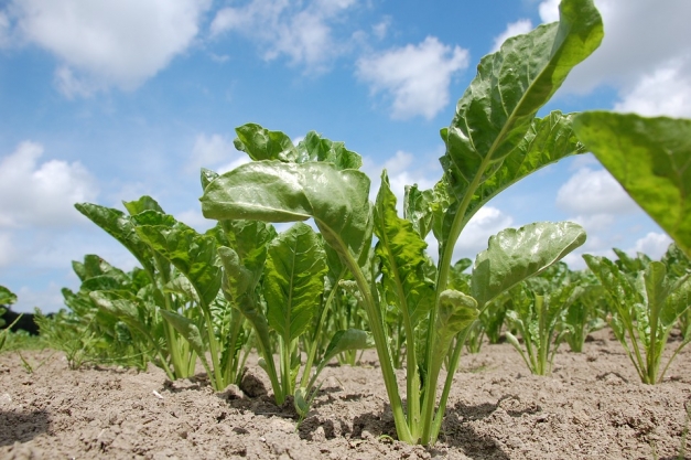 plantation de betteraves à sucre