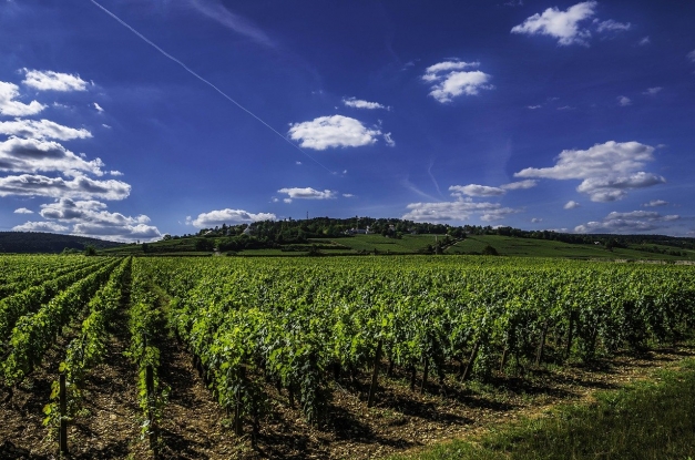 Vignoble en Bourgogne