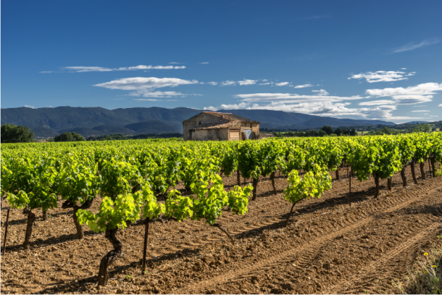 Vignes sous le ciel bleu de Provence