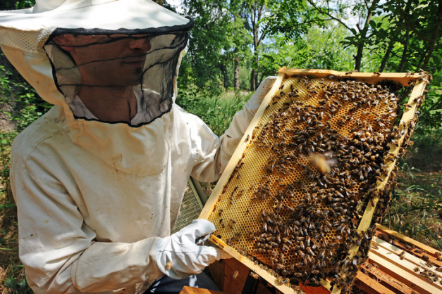 photo d'un apiculteur français