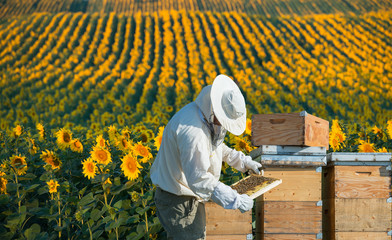 Photo d'un apiculteur devant un champs de tournesols