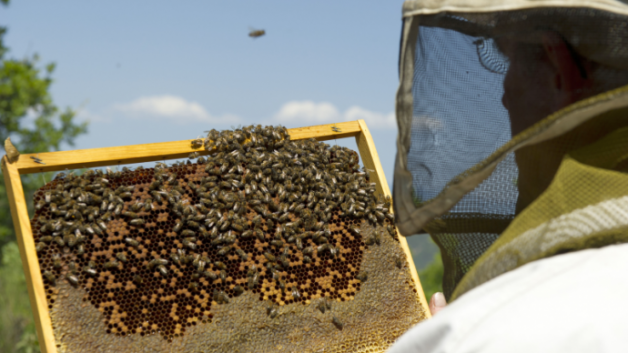 Apiculteur s'occupant de ses abeilles