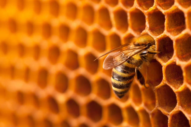Abeille entrant dans une alvéole de ruche