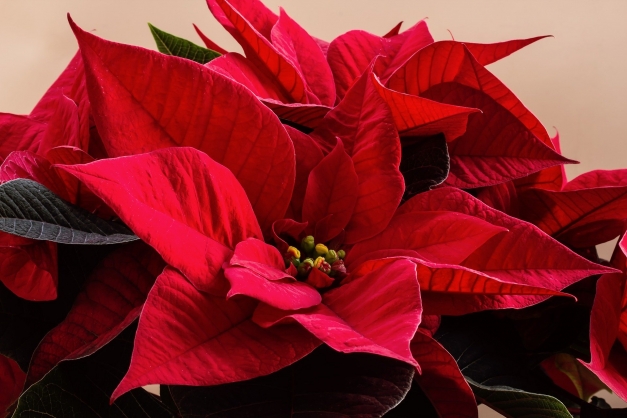Le poinsettia, encore appelé étoile de Noël, est la deuxième plante d'ornement achetée après la jacinthe à l'occasion des fêtes de fin d'année