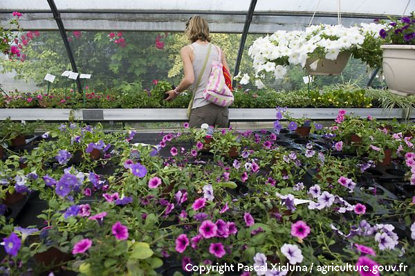 Vente directe de plantes d'ornement dans un lycée agricole