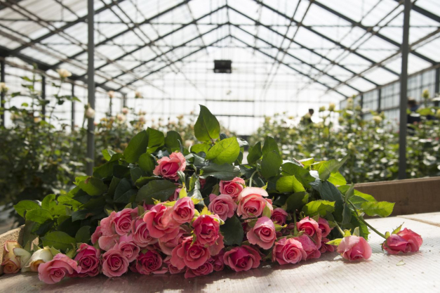 Bouquet de roses coupées sous une serre en verre