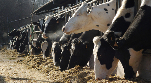vaches laitières / (c)agriculture.gouv.fr