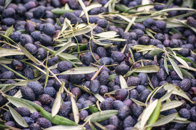 récolte d'olive