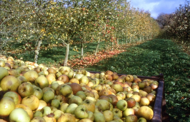 photo de pommes à cidre