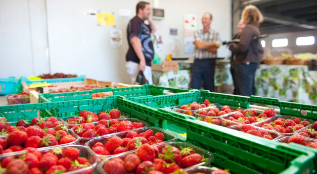 Des fraises vendues dans des cagettes, dans un entrepôt de circuit court