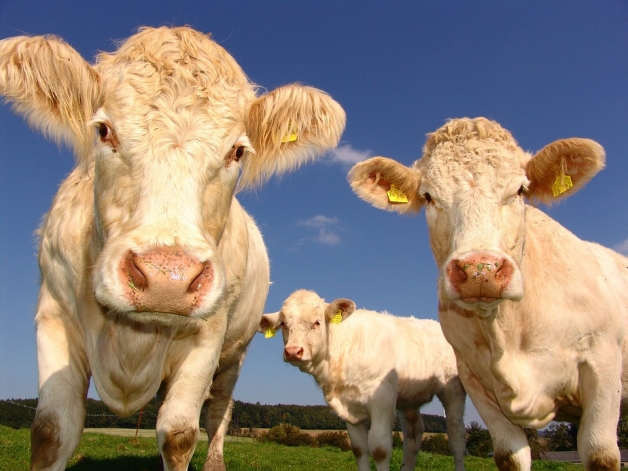 jeunes boeufs charolais