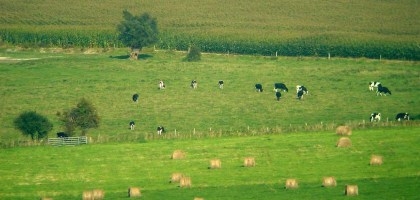 champs de polyculture