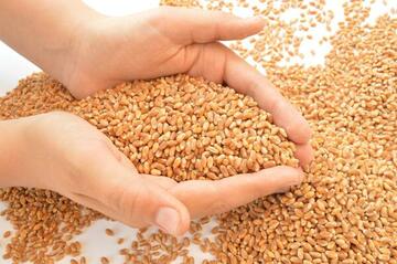 Grains de blé