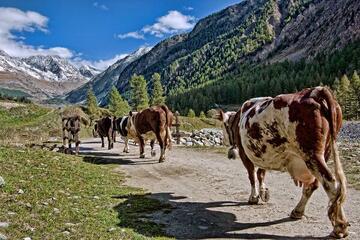 Troupeau de vaches laitières en alpage