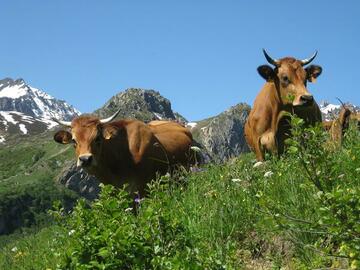 Vaches en montagne