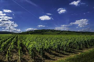 Vignoble en Bourgogne