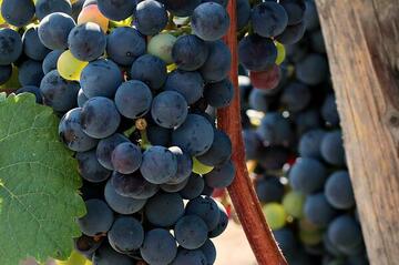 grappe de raisin