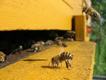 photo d'une abeille sortant de la ruche