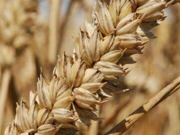 Qualité des blés tendres français – récolte 2023