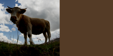 Vache de montagne