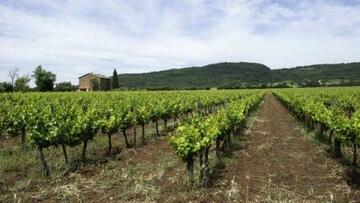 Vignes dans le Var