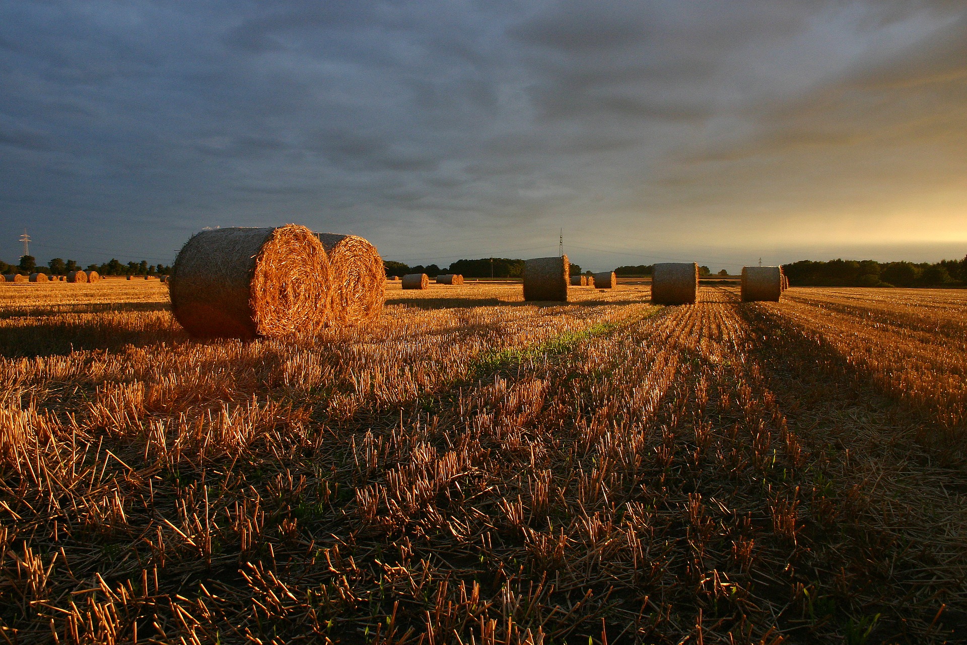 Champ de céréales