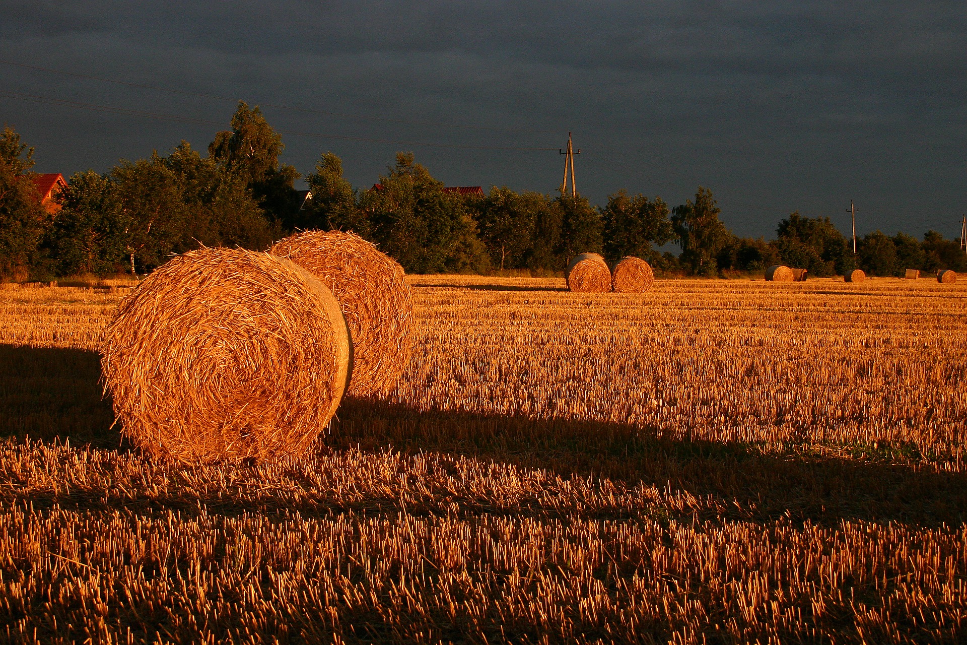 Champ de céréales