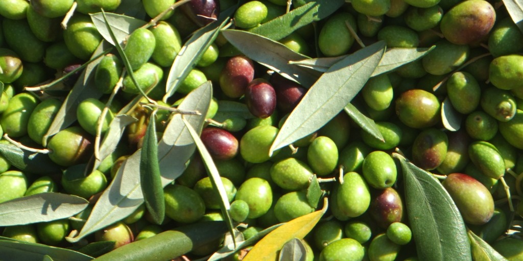 olives