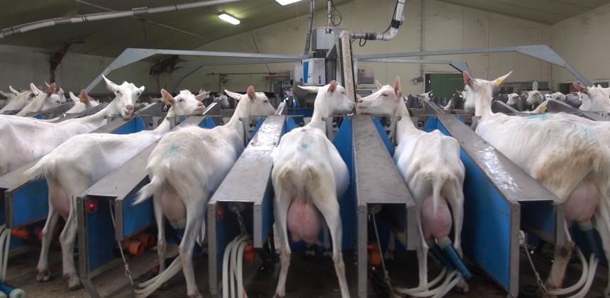 lait de chèvre