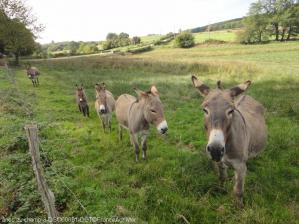 des ânes dans un pré