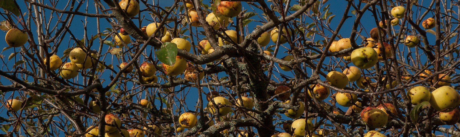 pomme à cidre