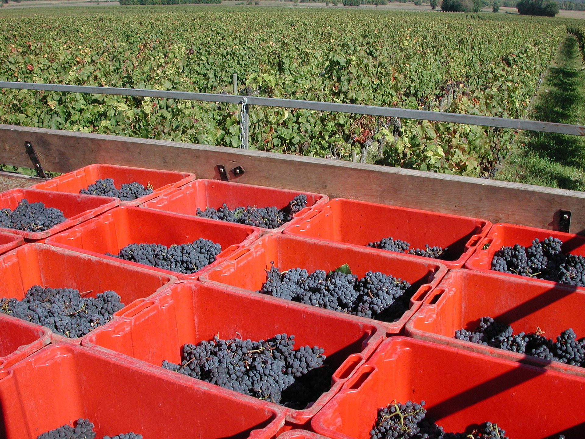 Casier de raisin sur un tracteur