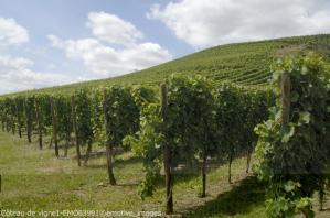 vignes