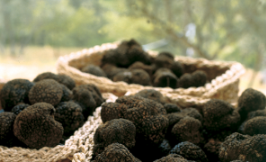 Photo de truffes