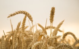 céréales