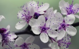fleurs