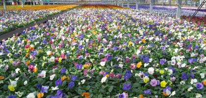 serre florale