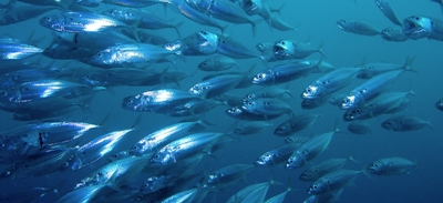 aquaculture-project