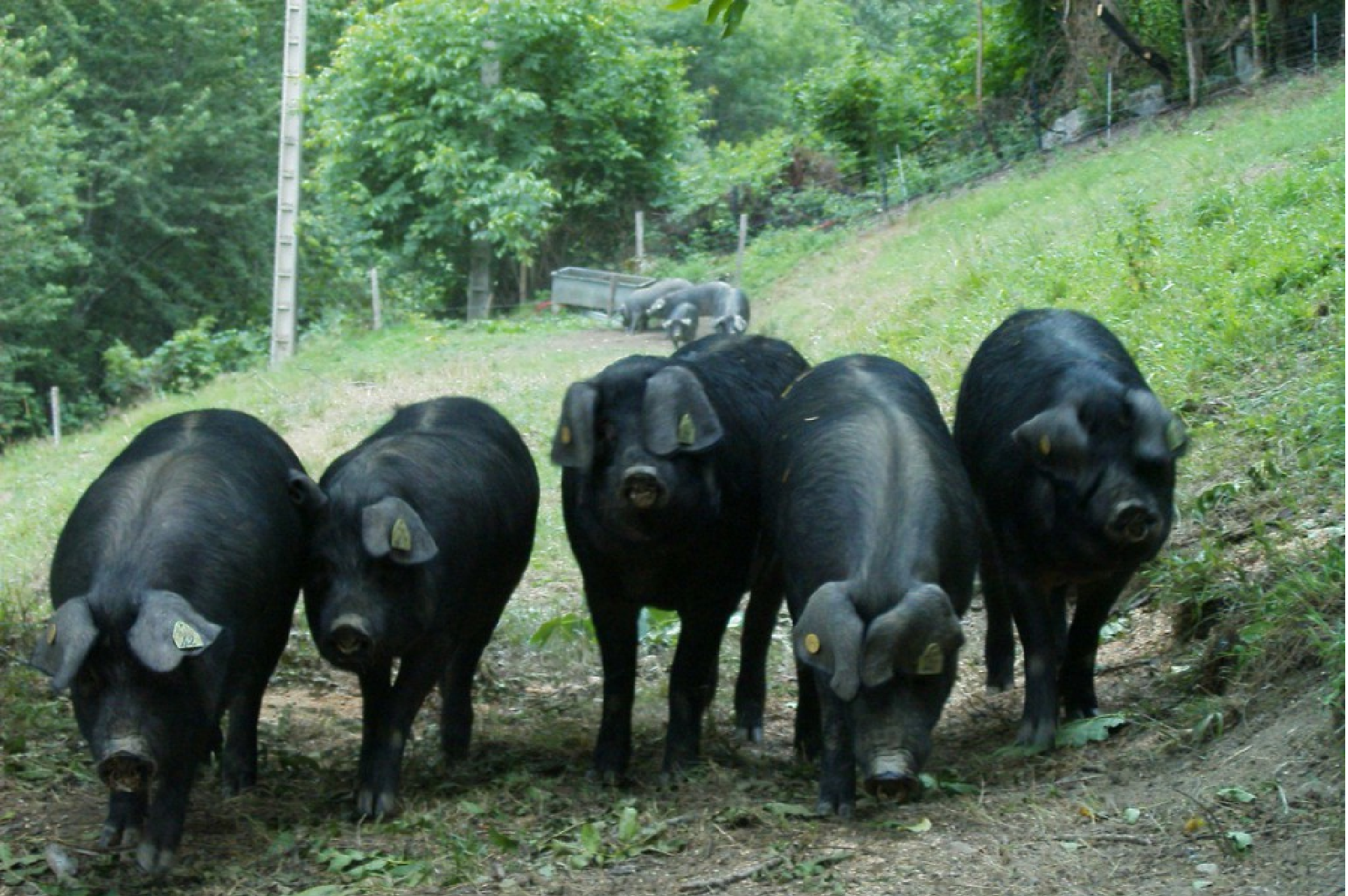 Porc noir de Bigorre