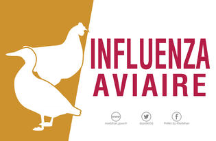 Logo INFLUENZA